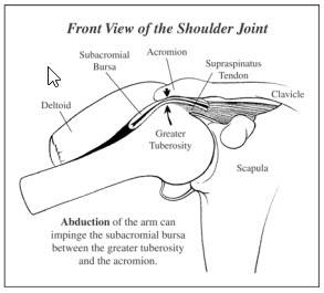 Front view shoulder joint