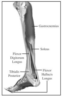 posterior lower leg